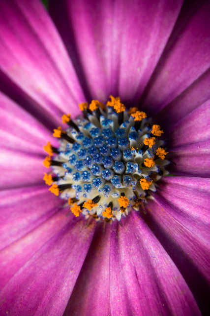 Flore