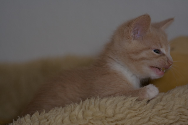 Lily
